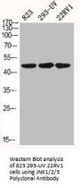 MAPK8/MAPK9/MAPK10 Antibody