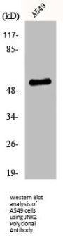 MAPK9 Antibody