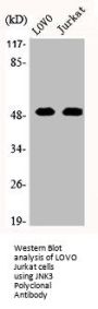 MAPK10 Antibody