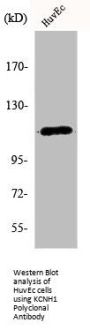 KCNH1 Antibody