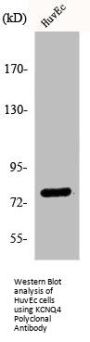 KCNQ4 Antibody