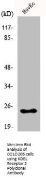 KDELR2 Antibody