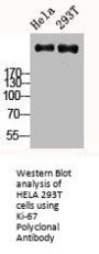 MKI67 Antibody