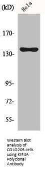 KIF4A Antibody