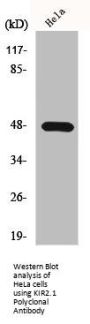 KCNJ2 Antibody