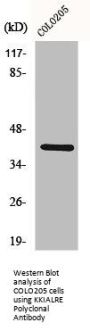 CDKL1 Antibody