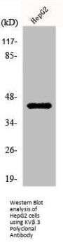 KCNAB3 Antibody