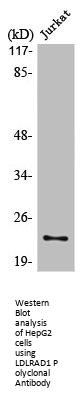 LDLRAD1 Antibody