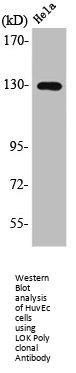 STK10 Antibody