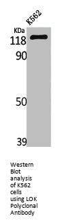 STK10 Antibody