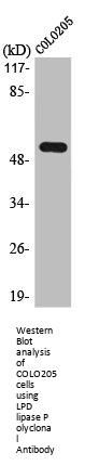 LIPI Antibody