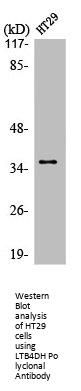 PTGR1 Antibody