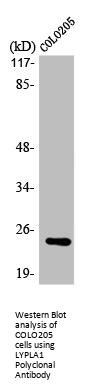 LYPLA1 Antibody