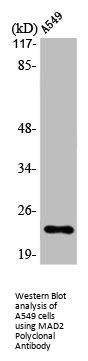 MAD2L1 Antibody