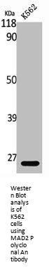 MAD2L1 Antibody