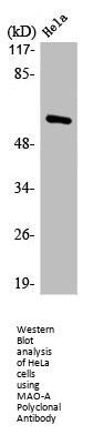 MAOA Antibody