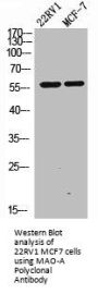MAOA Antibody