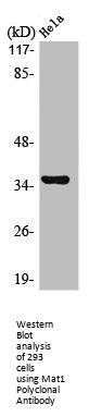 MNAT1 Antibody