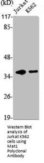 MNAT1 Antibody