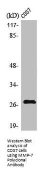 MMP7 Antibody