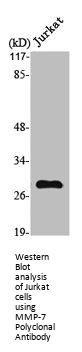 MMP7 Antibody