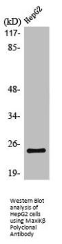 KCNMB4 Antibody