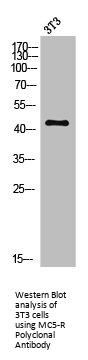 MC5R Antibody