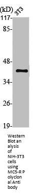 MC5R Antibody