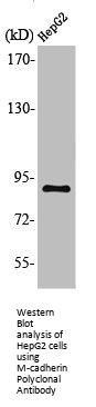 CDH15 Antibody