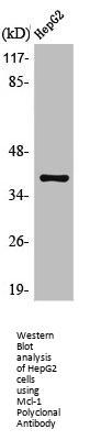 MCL1 Antibody