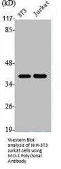 MCL1 Antibody