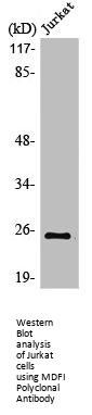 MDFI Antibody