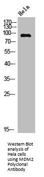 MDM2 Antibody