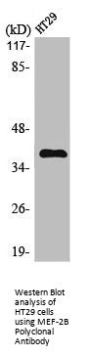 MEF2B Antibody