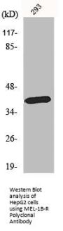 MEL-1B-R Polyclonal Antibody