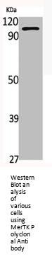 MERTK Antibody