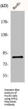 MFN2 Antibody