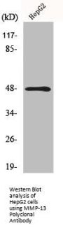MMP13 Antibody