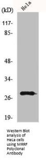 MRRF Antibody