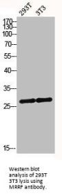MRRF Antibody