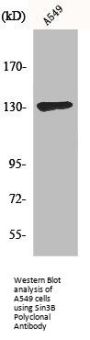 Sin3B Polyclonal Antibody