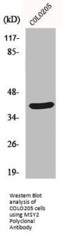 YBX2 Antibody
