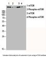 MTOR Antibody