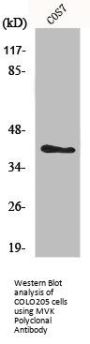 MVK Antibody