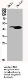 MYLIP Antibody