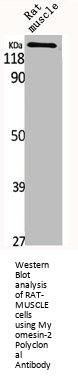 MYOM2 Antibody