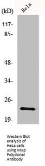 NOL3 Antibody