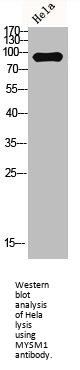 MYSM1 Antibody
