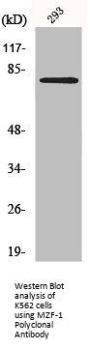 MZF1 Antibody
