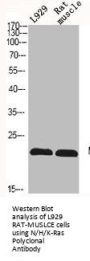 NRAS/HRAS/KRAS Antibody